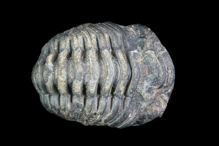 Small Enrolled Acastoides Trilobite Fossil - Morocco #76413
